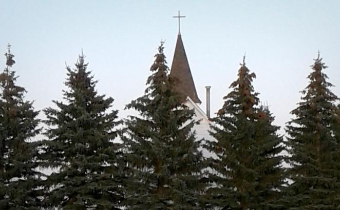 church steeple behind row of pine trees